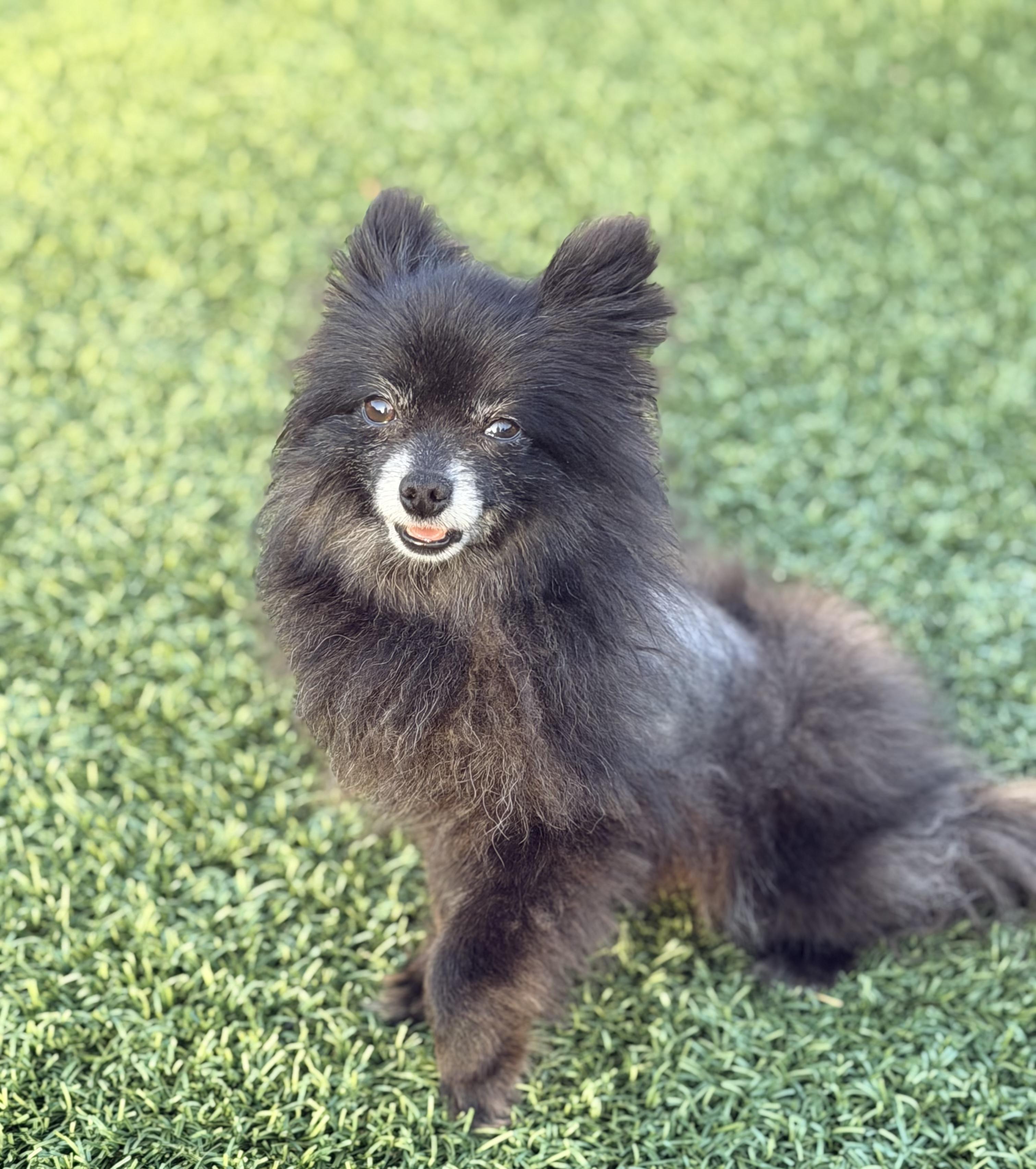 MUFFIN, adopted, Adult Male Pomeranian.