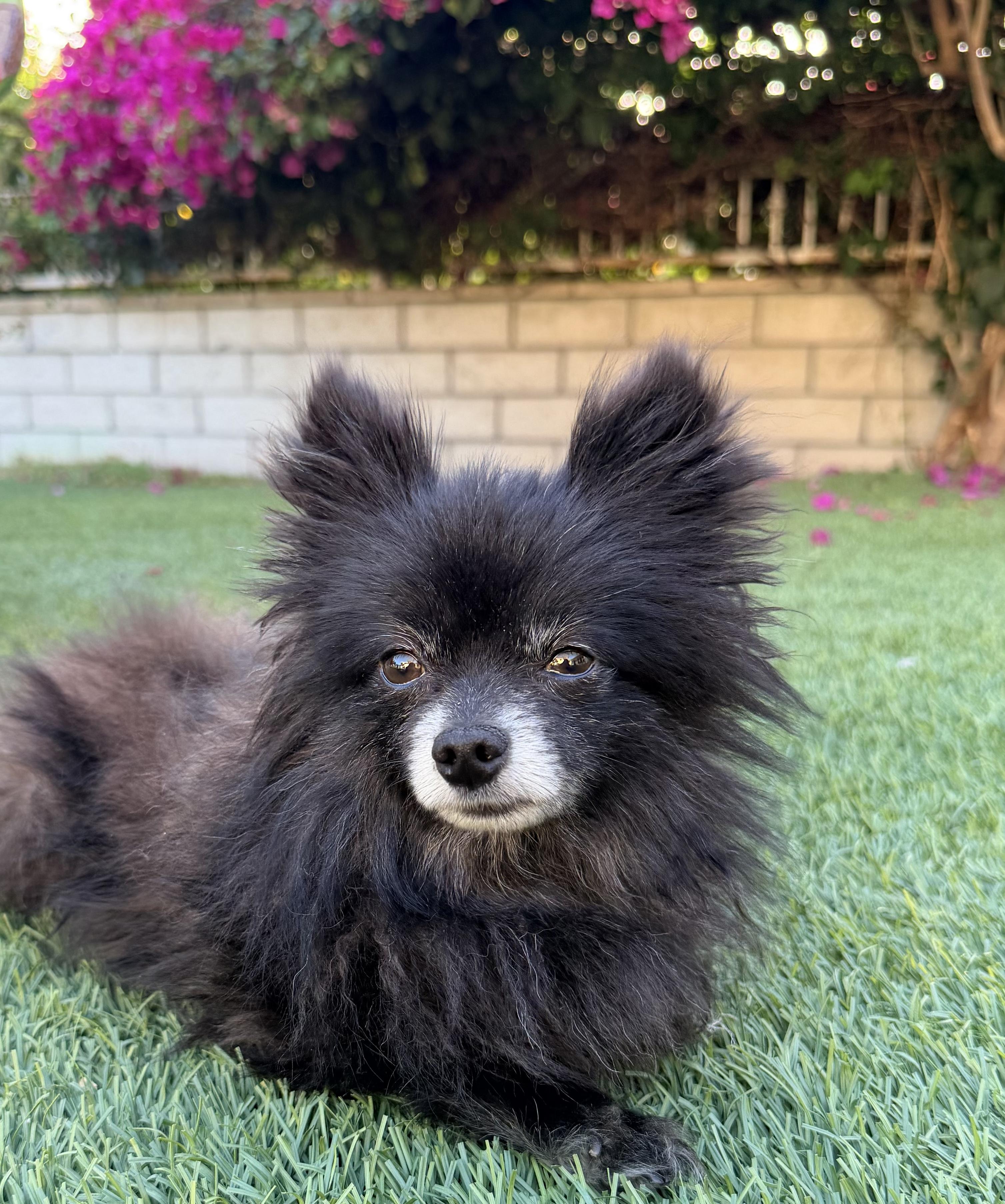 Enlarge MUFFIN, an adopted Pomeranian in Rowland Heights, CA image 3/6