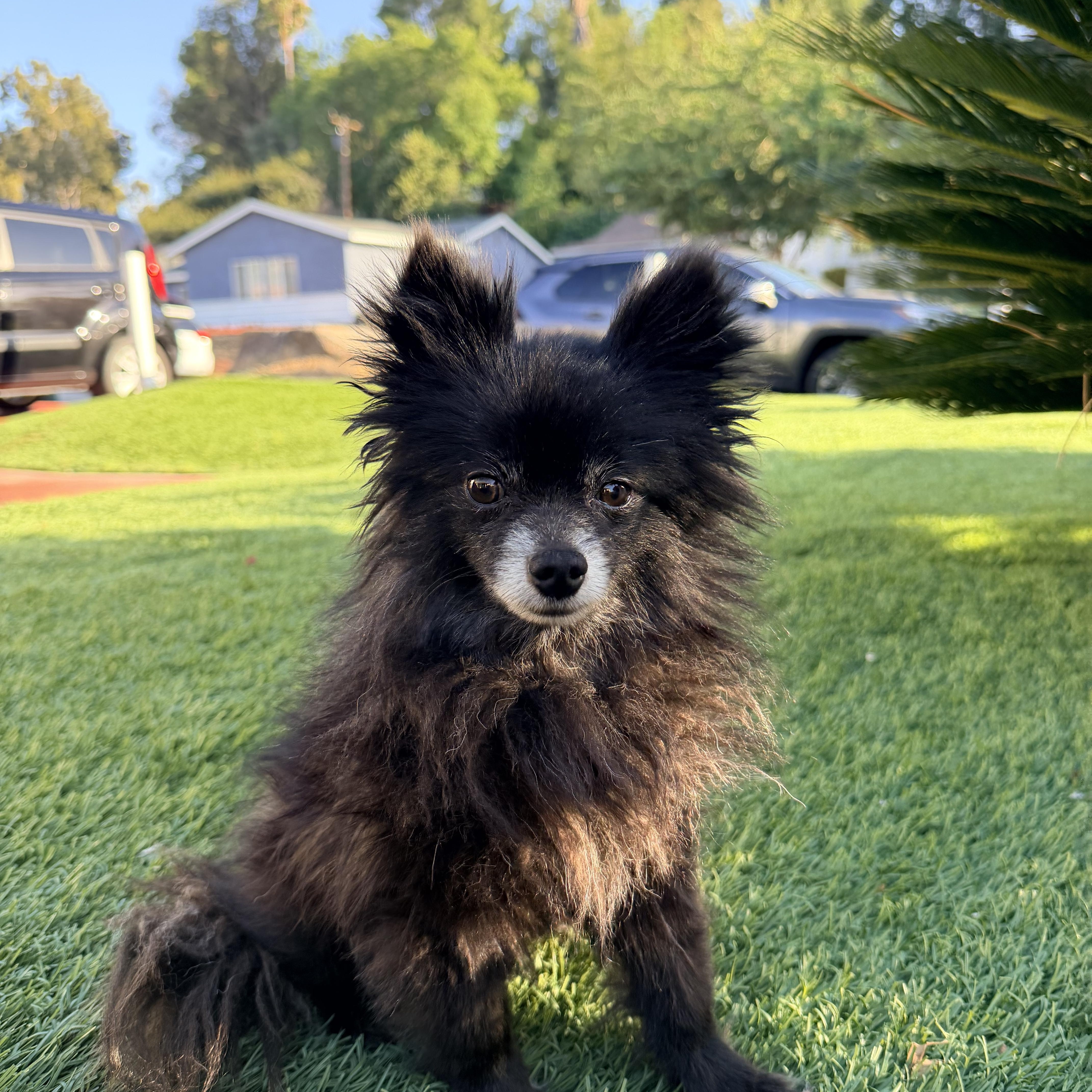 Enlarge MUFFIN, an adopted Pomeranian in Rowland Heights, CA image 4/6