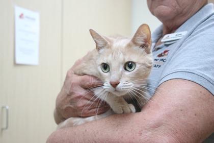 Enlarge Sailor, a Adoptable mixed breed in Brunswick, GA image 1/1