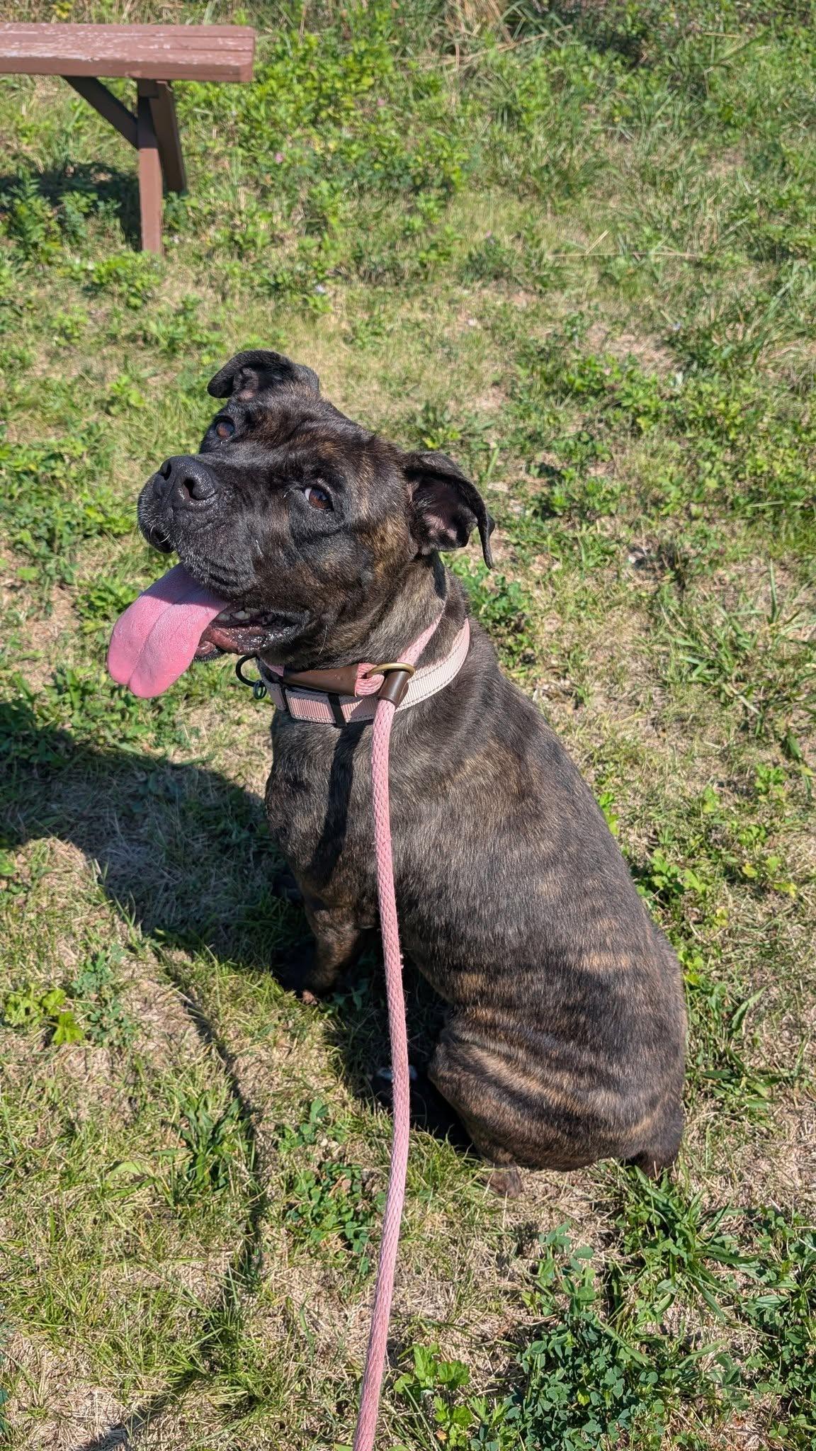 Nova