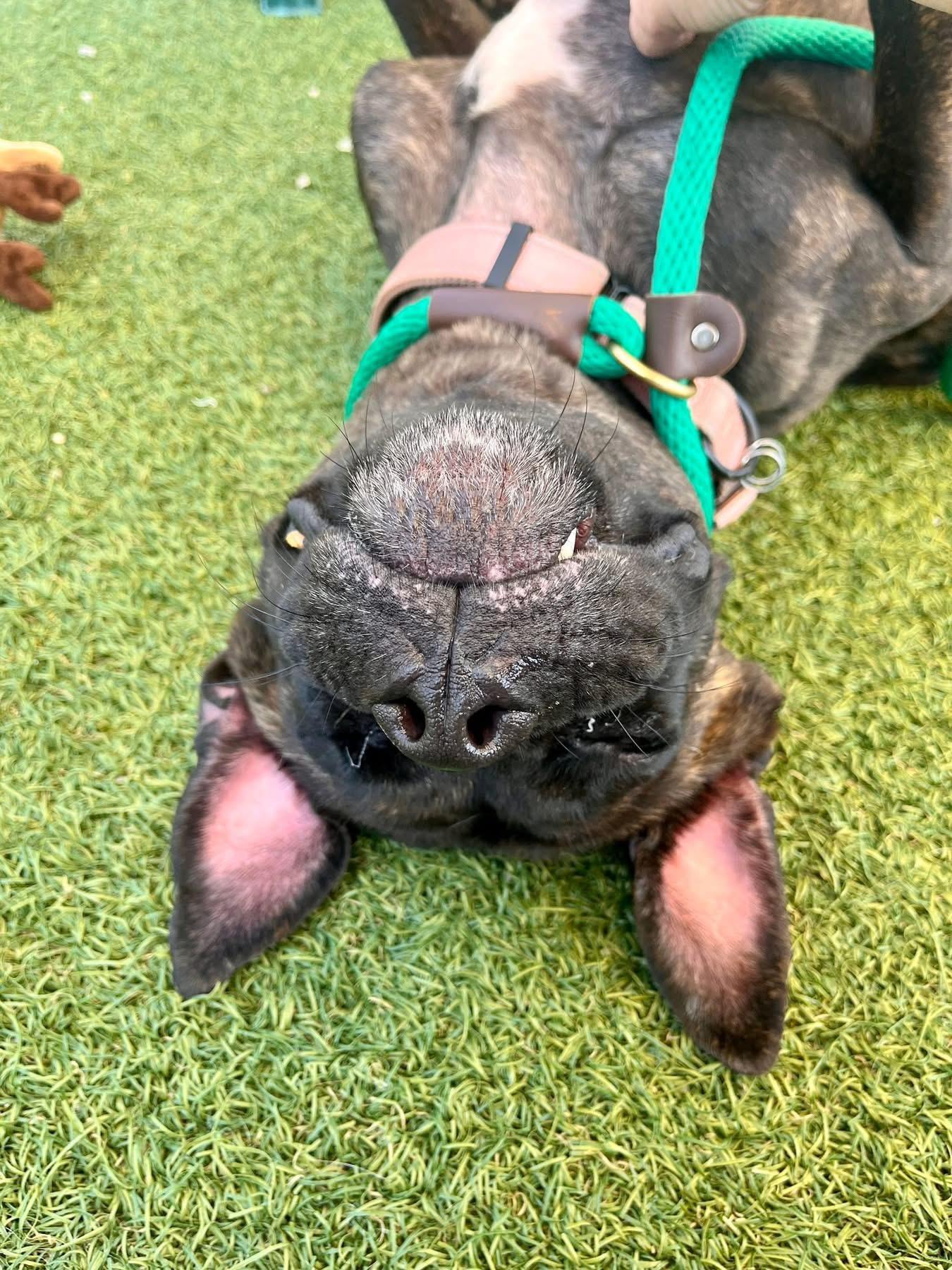 Nova