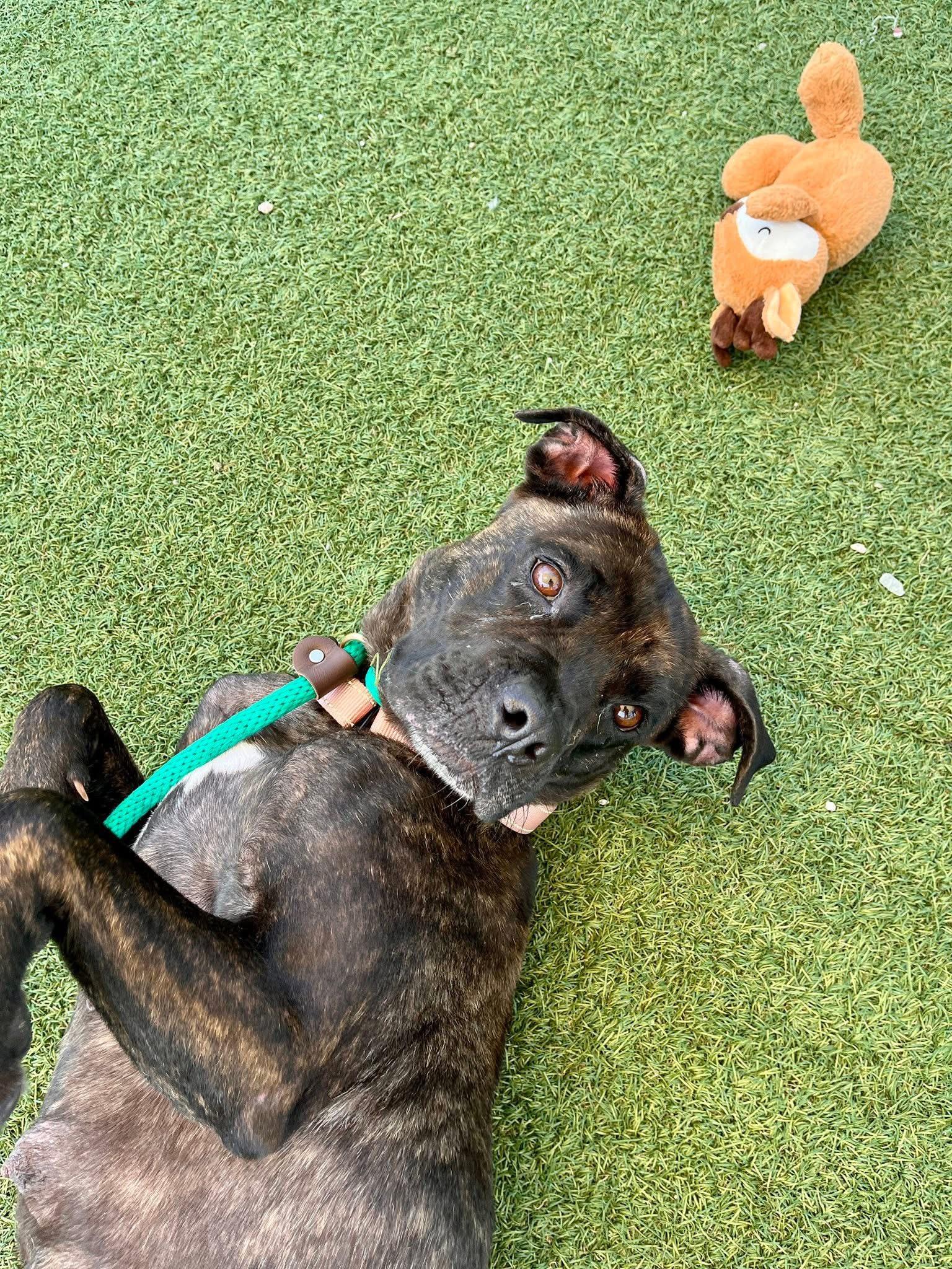 Nova