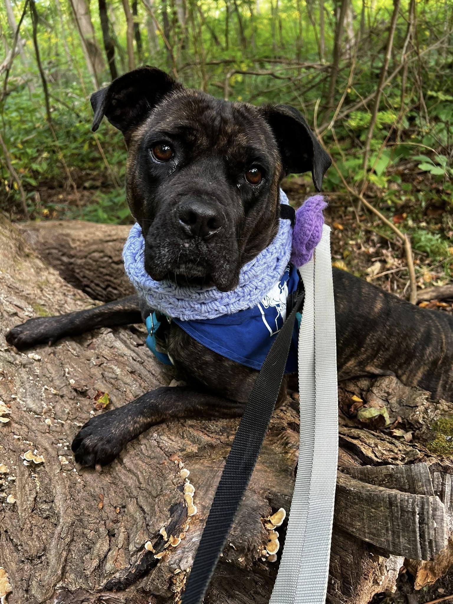 Nova