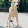 Enlarge AC-5086 "Luke", a Adoptable mixed breed in Conyers, GA image 2/3