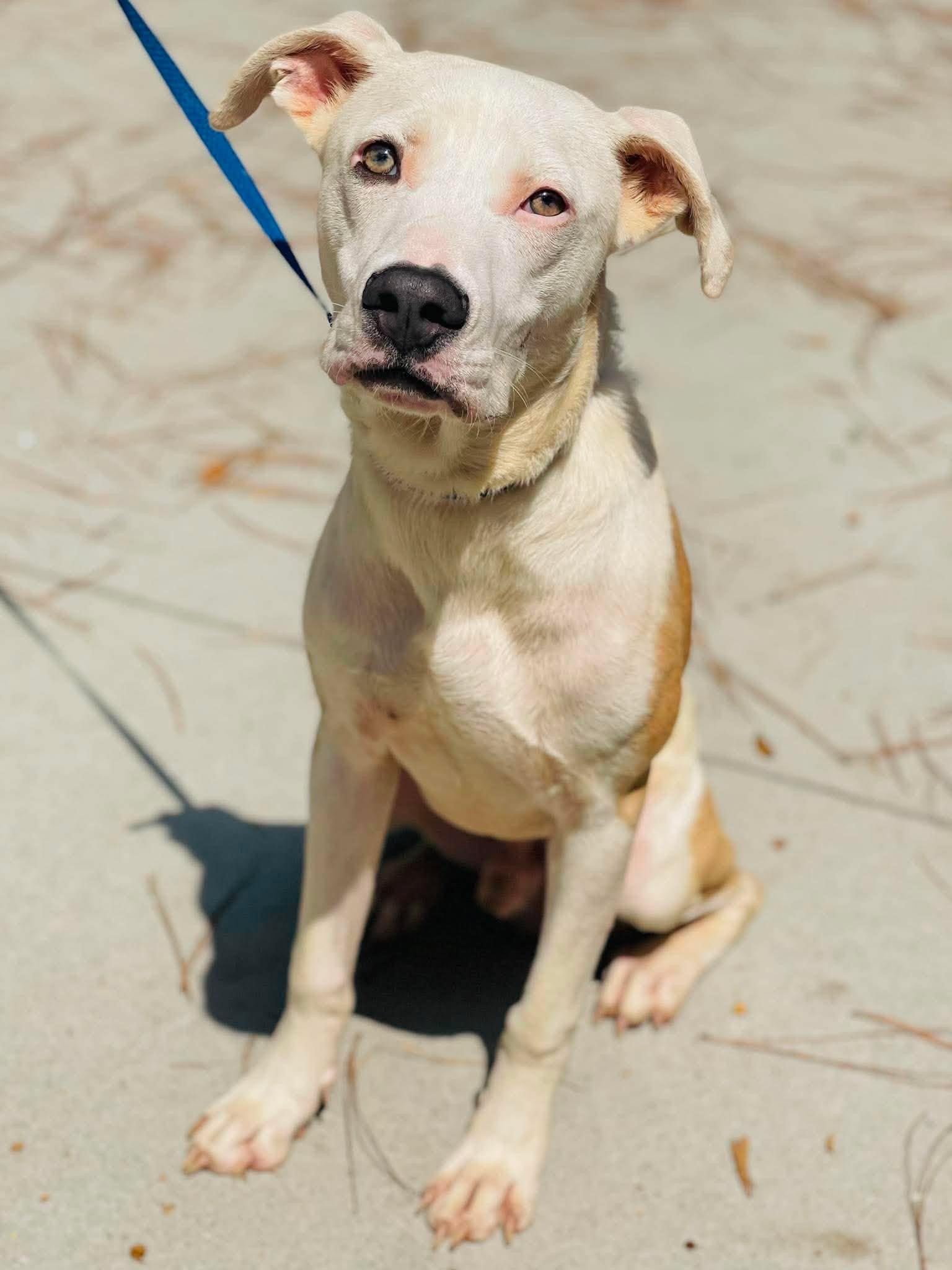 AC-5086 "Luke", Adoptable, Adult Male Pointer & Pit Bull Terrier.