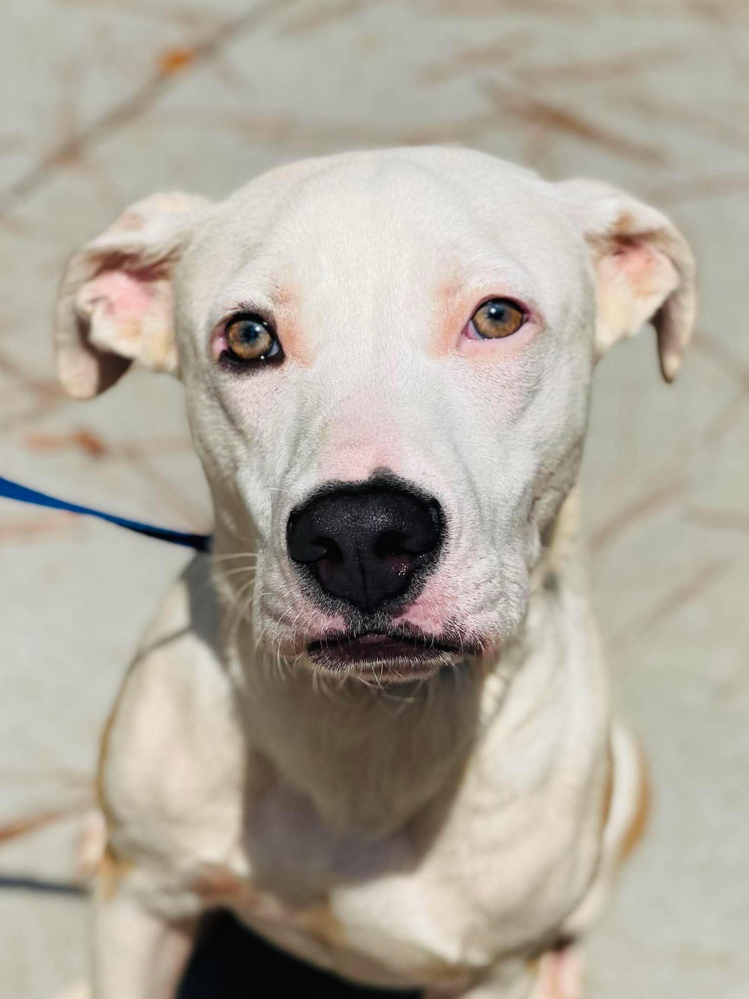 Enlarge AC-5086 "Luke", a Adoptable mixed breed in Conyers, GA image 3/3