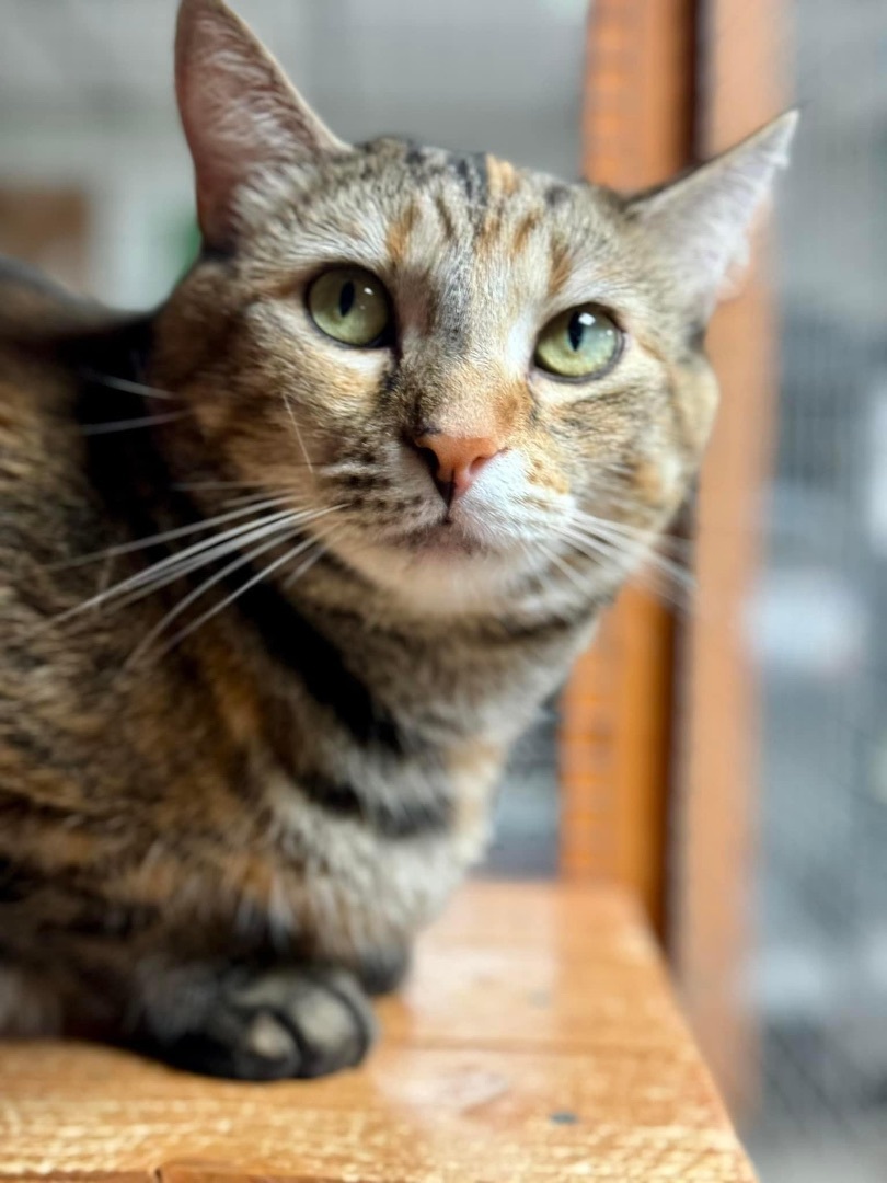 Enlarge Kira, a Adoptable Domestic Short Hair in Erie, PA image 1/5