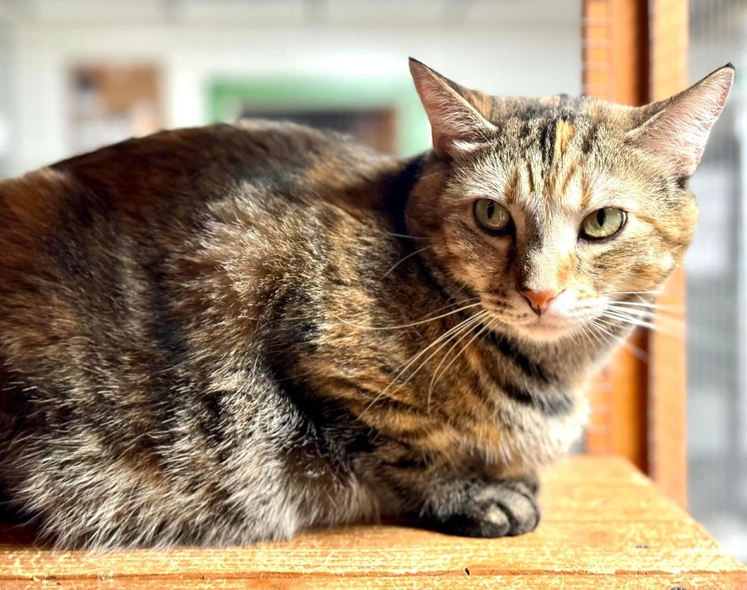 Enlarge Kira, a Adoptable Domestic Short Hair in Erie, PA image 4/5