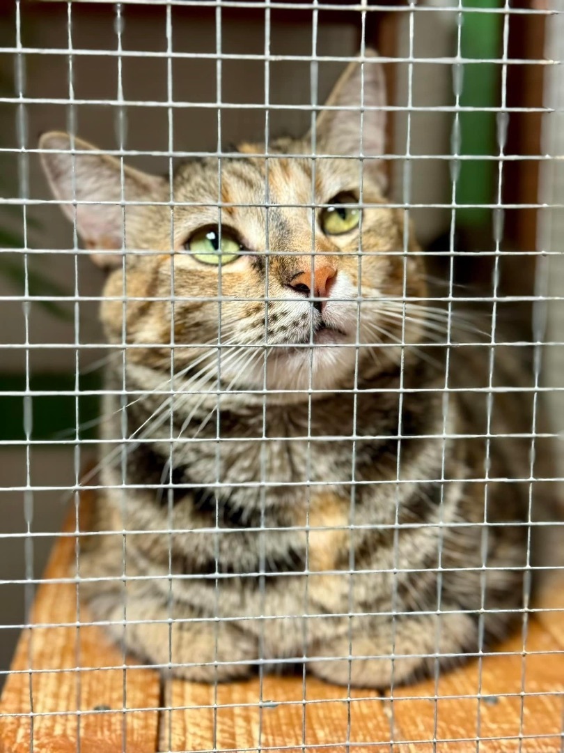 Enlarge Kira, a Adoptable Domestic Short Hair in Erie, PA image 5/5