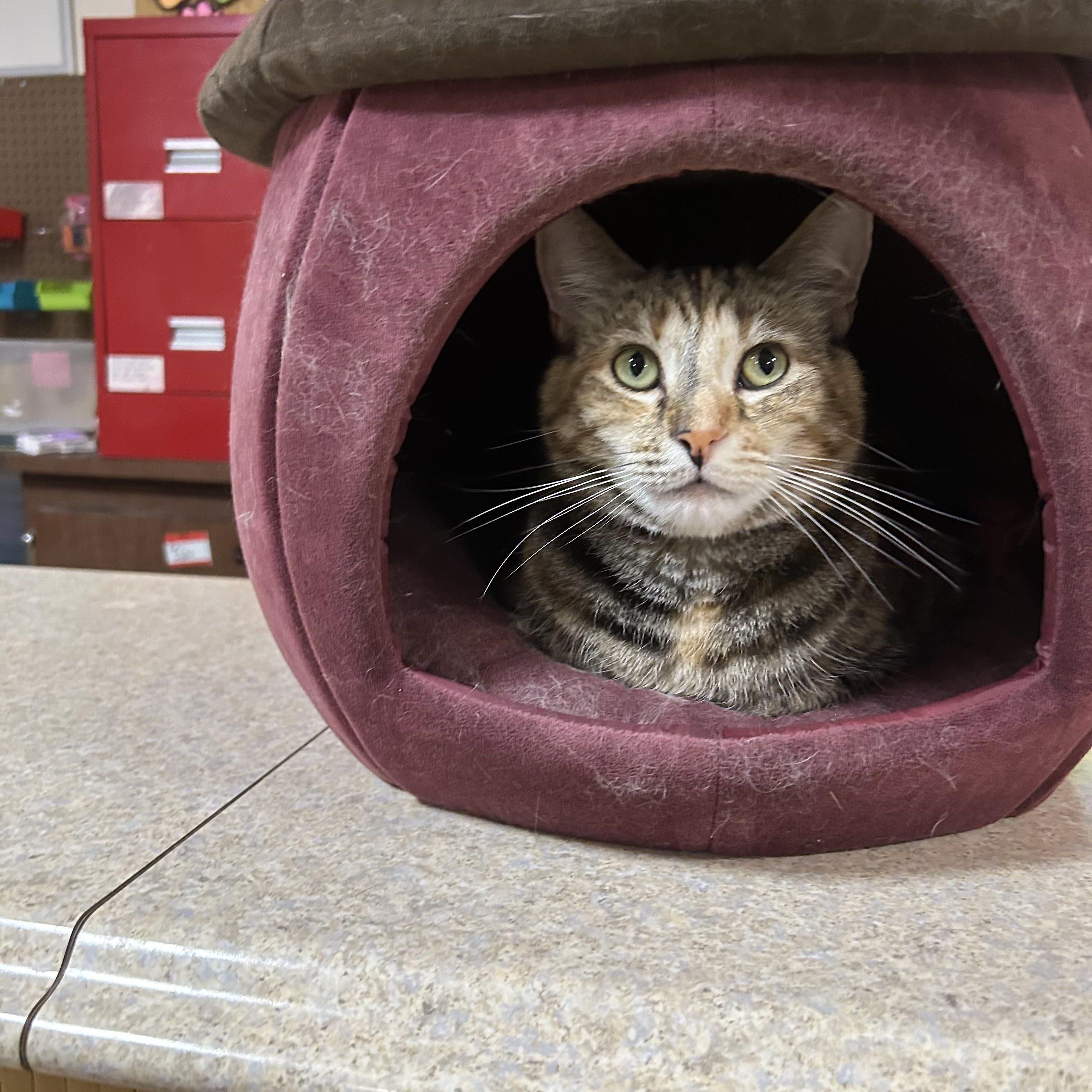 Enlarge Kira, a Adoptable Domestic Short Hair in Erie, PA image 3/5