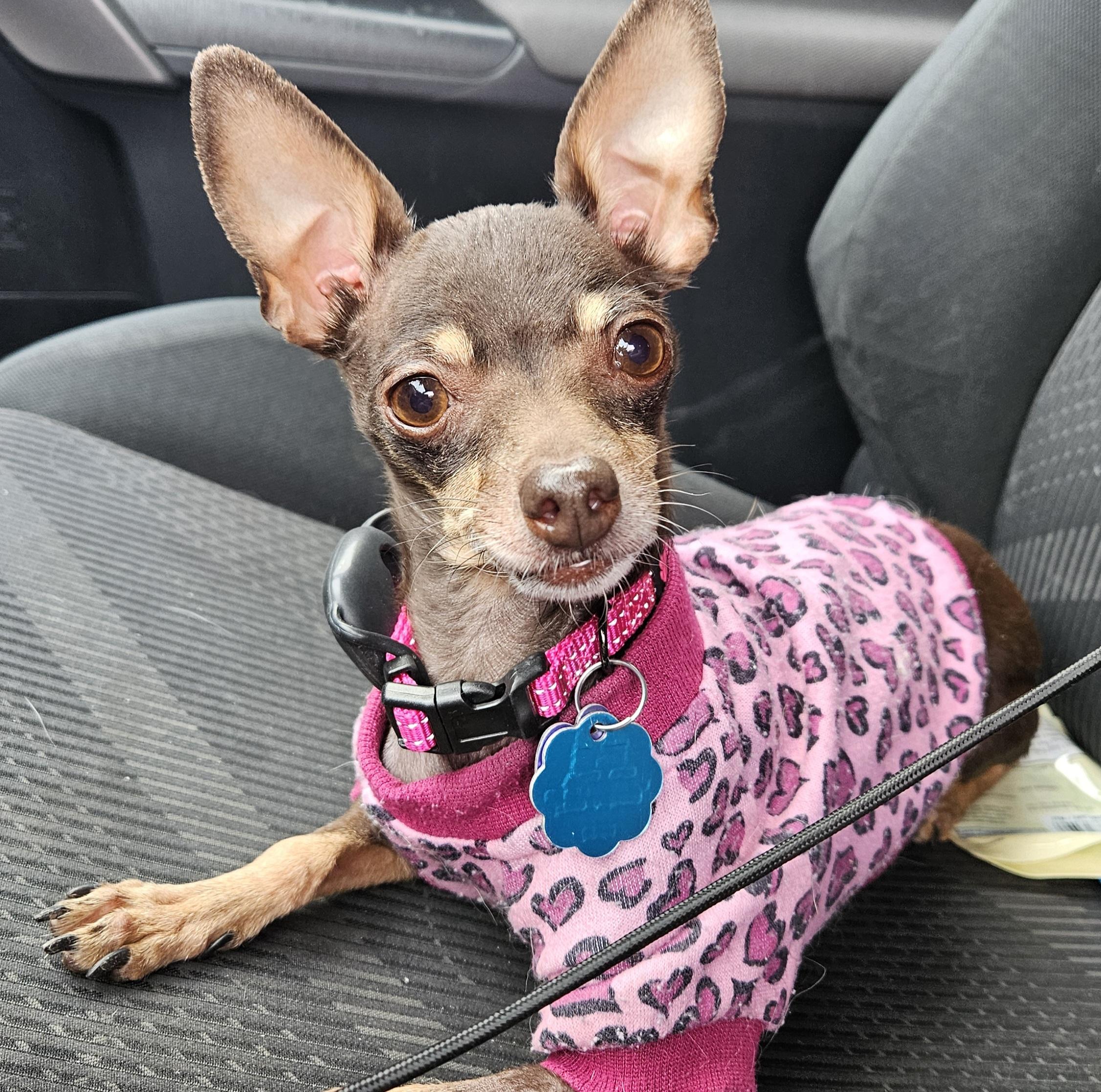 Hot Cocoa, Adopted, Adult Female Chihuahua.