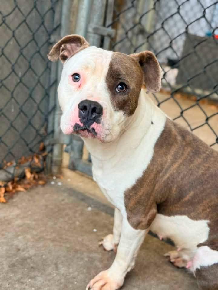 Melina, ADOPTABLE, Adult Female Pit Bull Terrier.
