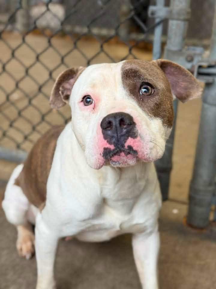Enlarge Melina, a ADOPTABLE Pit Bull Terrier in Chicago, IL image 5/5