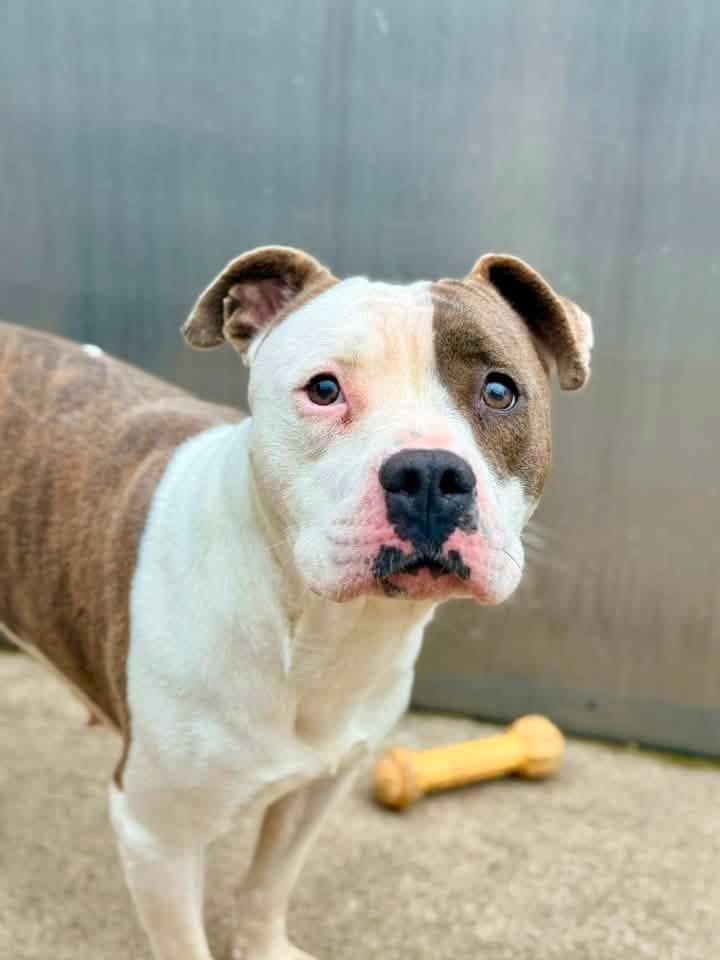 Enlarge Melina, a ADOPTABLE Pit Bull Terrier in Chicago, IL image 4/5