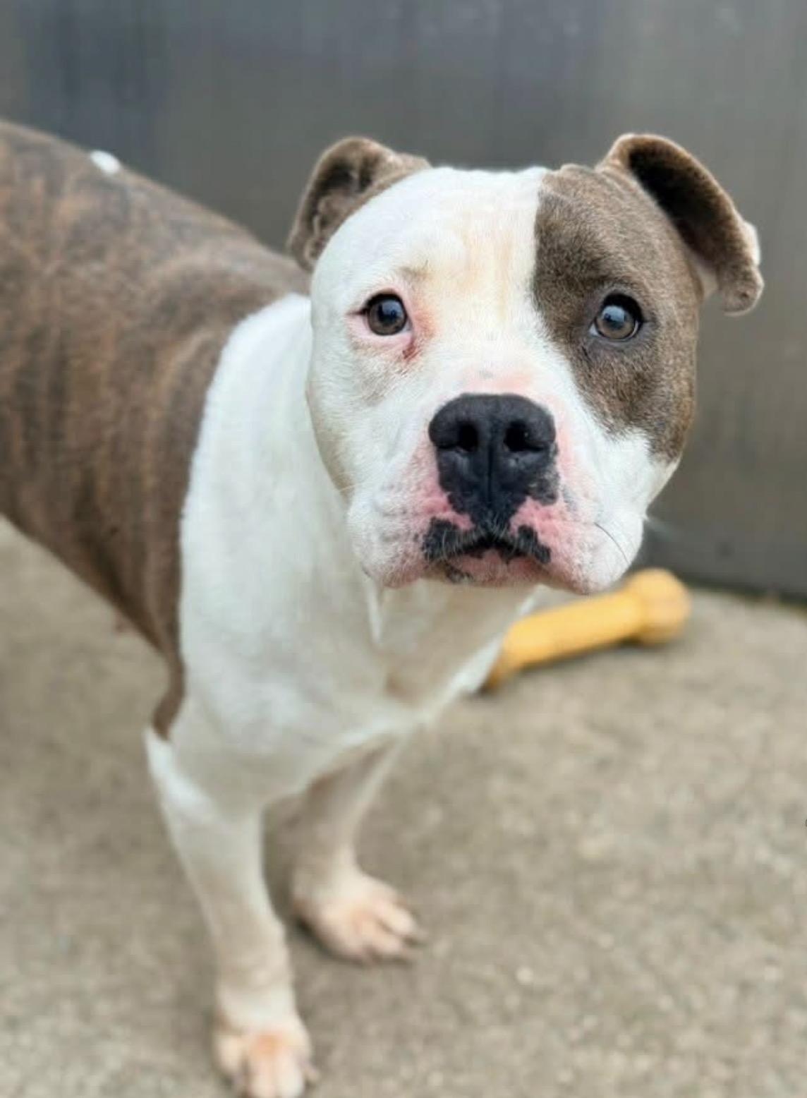 Enlarge Melina, a ADOPTABLE Pit Bull Terrier in Chicago, IL image 3/5