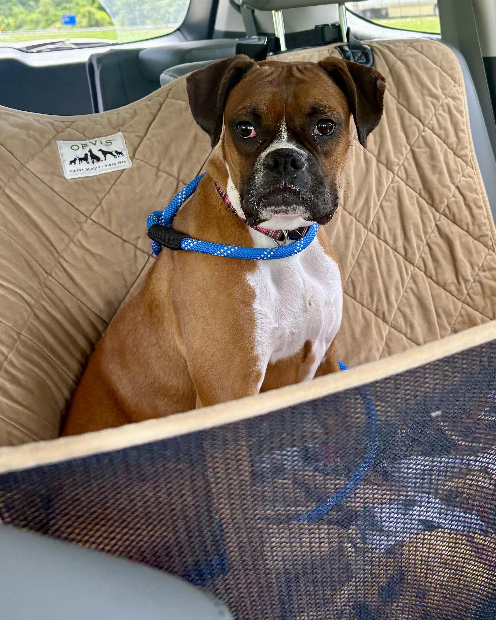 Ava, Adoptable, Adult Female Boxer.