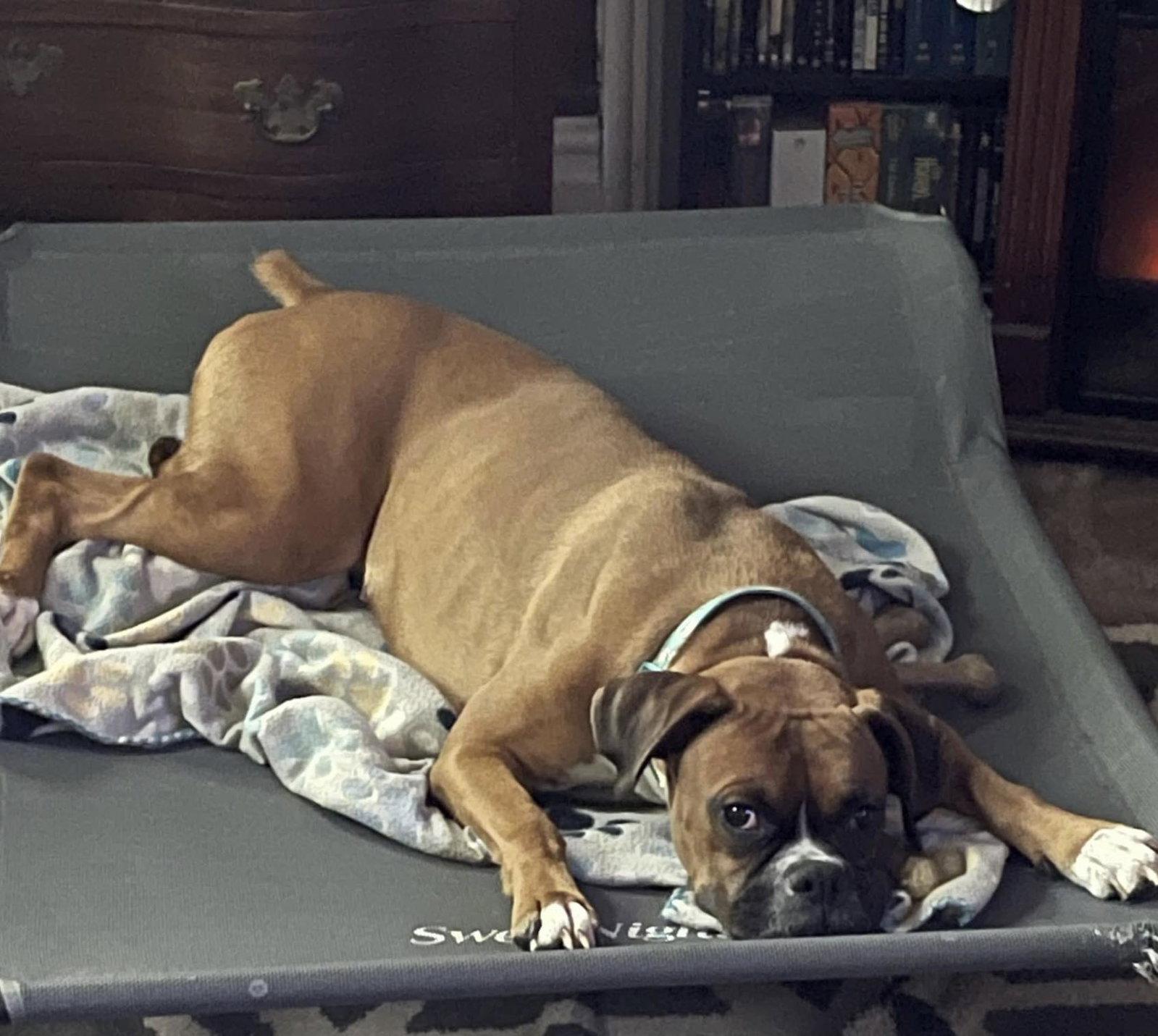 Ava, a Adoptable Boxer in Monticello, NY image 2/2