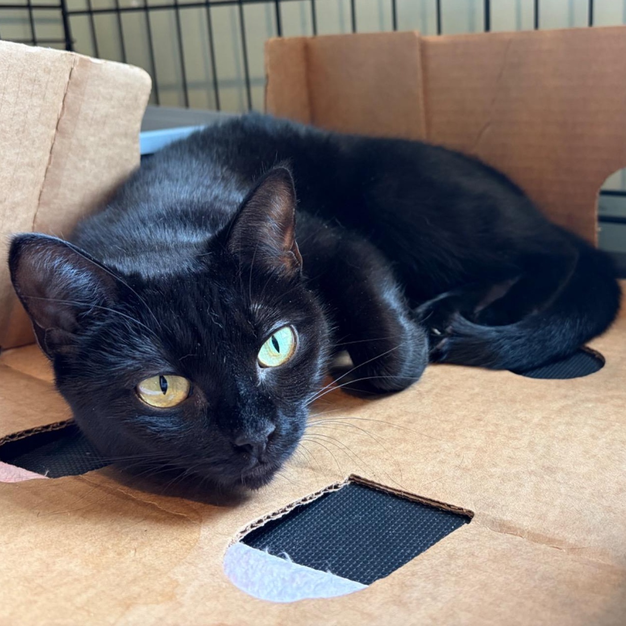 Luna, Adoptable, Adult Female Domestic Short Hair.