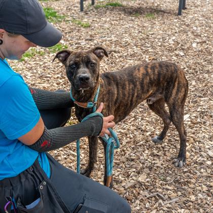 Enlarge Karter- IN FOSTER, a Adoptable Mixed Breed in Chamblee, GA image 1/3