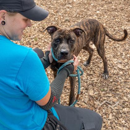 Enlarge Karter- IN FOSTER, a Adoptable Mixed Breed in Chamblee, GA image 2/3