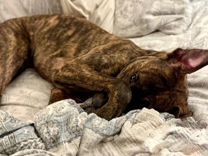 Enlarge Karter- IN FOSTER, a Adoptable Mixed Breed in Chamblee, GA image 2/4