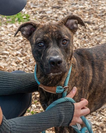 Enlarge Karter- IN FOSTER, a Adoptable Mixed Breed in Chamblee, GA image 3/3