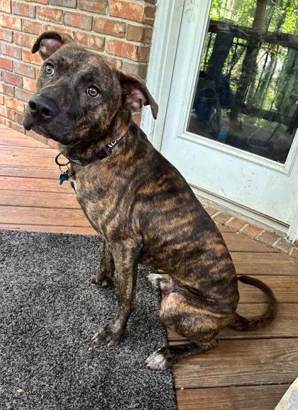 Enlarge Karter- IN FOSTER, a Adoptable Mixed Breed in Chamblee, GA image 4/4