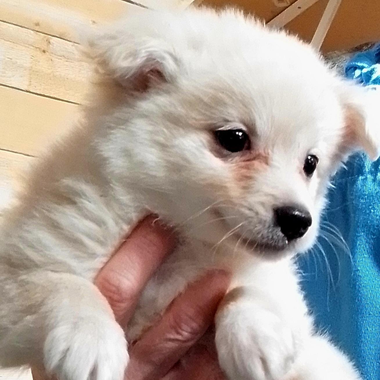 Solace, Adoptable, Puppy Female Pomeranian & Rat Terrier.