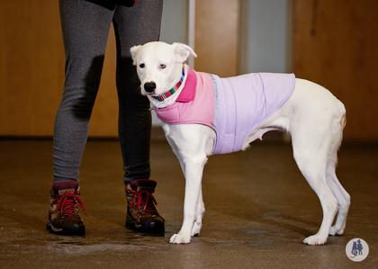 Enlarge Vanilla Bean, a Adoptable mixed breed in Ann Arbor, MI image 1/3