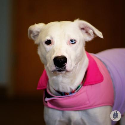 Enlarge Vanilla Bean, a Adoptable mixed breed in Ann Arbor, MI image 2/3