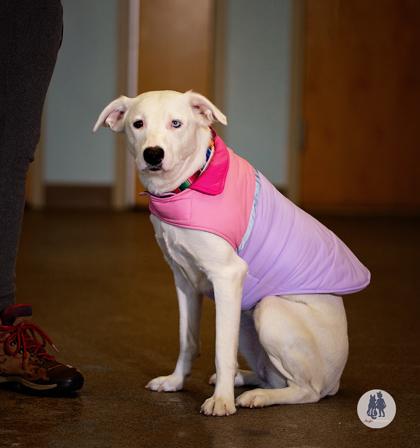 Enlarge Vanilla Bean, a Adoptable mixed breed in Ann Arbor, MI image 3/3
