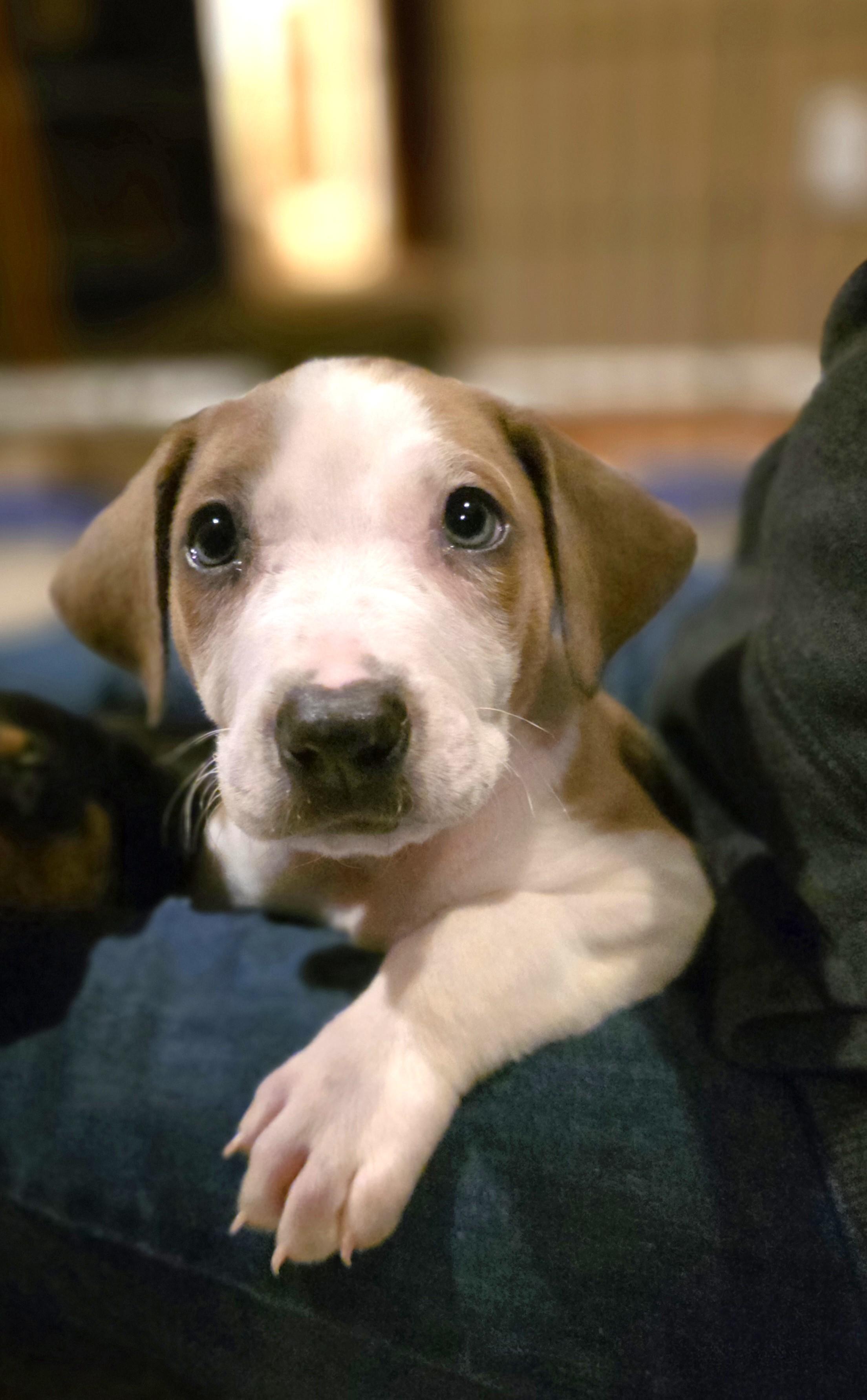 Enlarge Alvin, a Adoptable mixed breed in Minneapolis, MN image 3/6