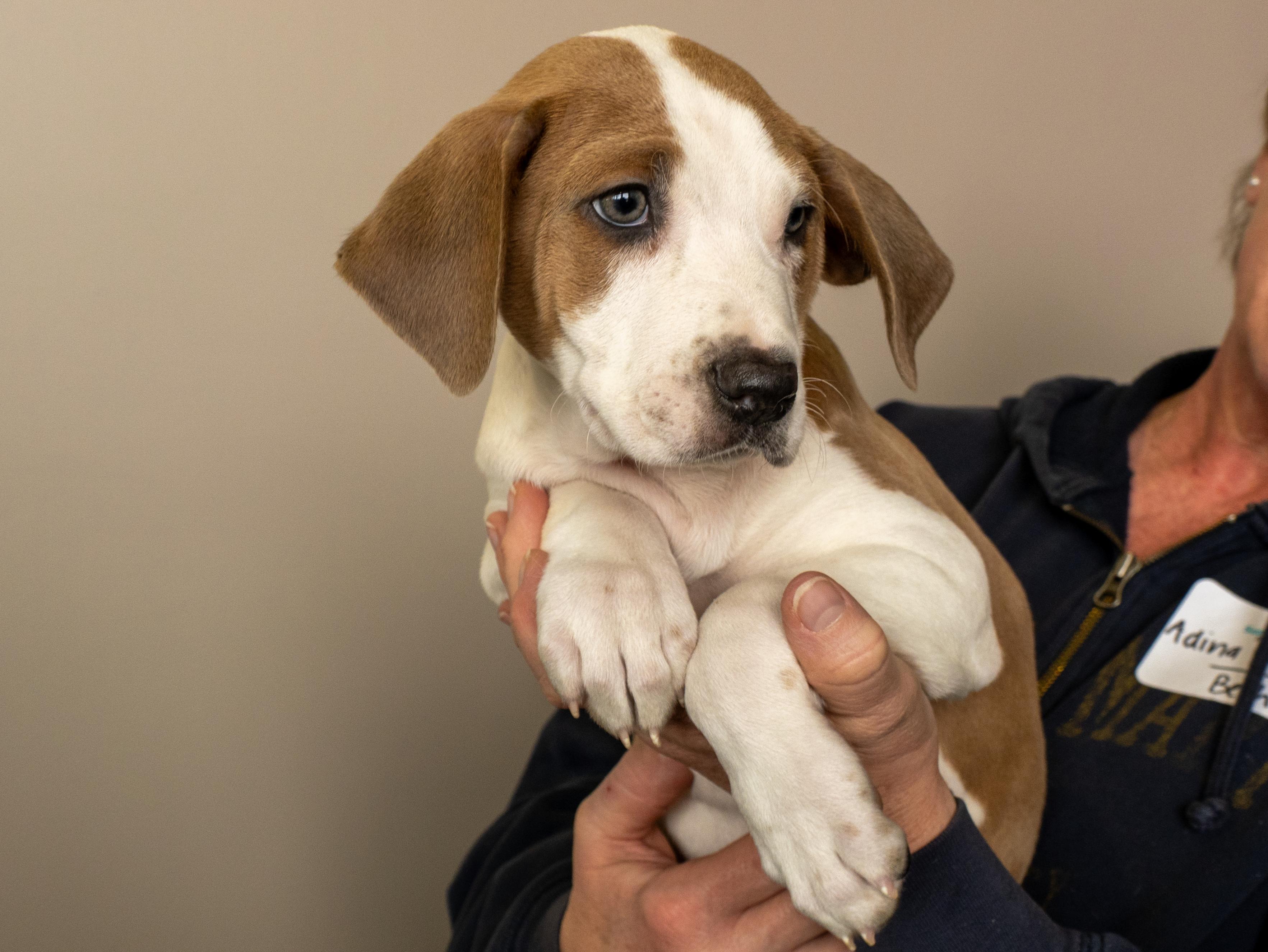 Enlarge Alvin, a Adoptable mixed breed in Minneapolis, MN image 6/6