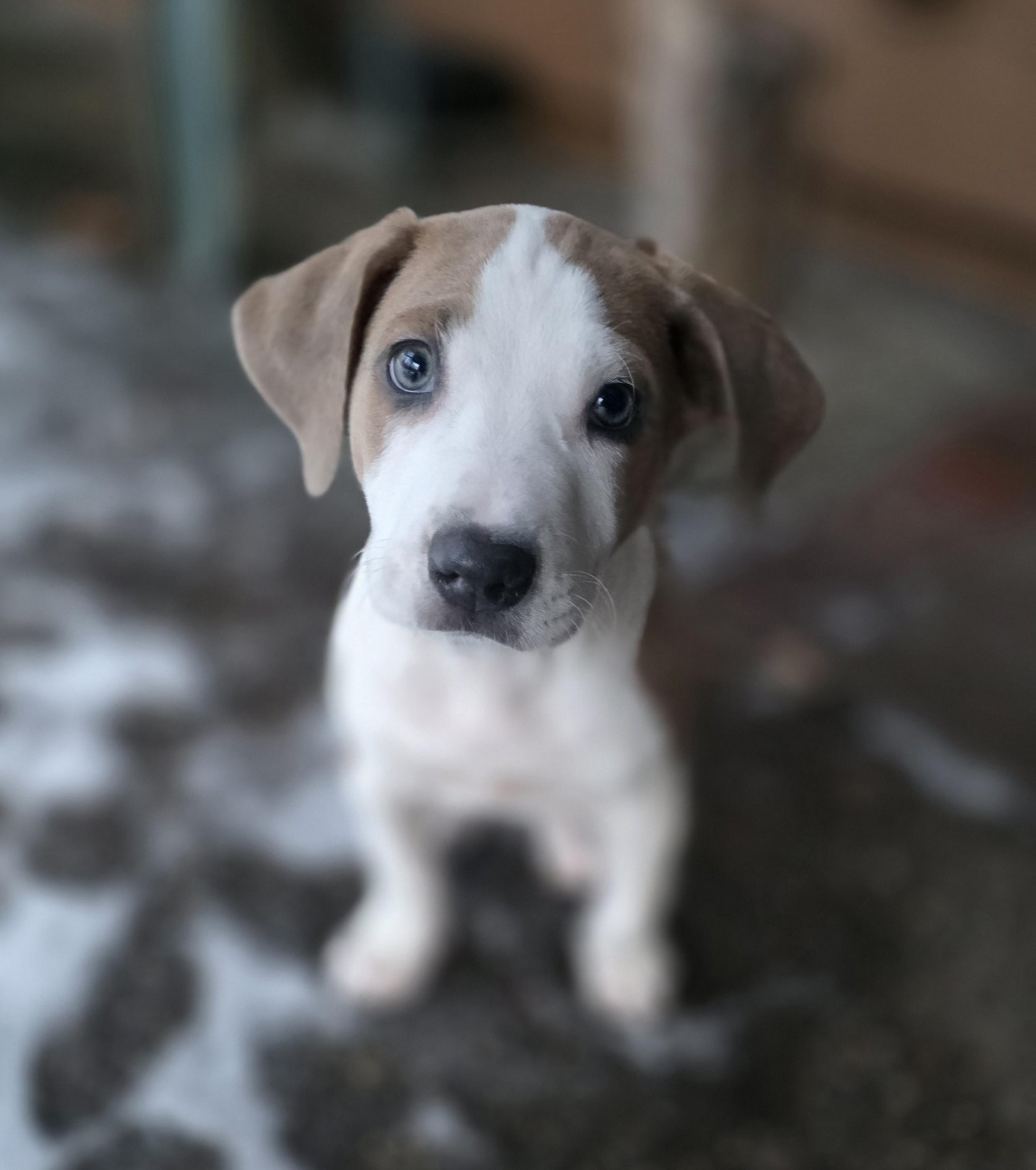 Enlarge Alvin, a Adoptable mixed breed in Minneapolis, MN image 1/6