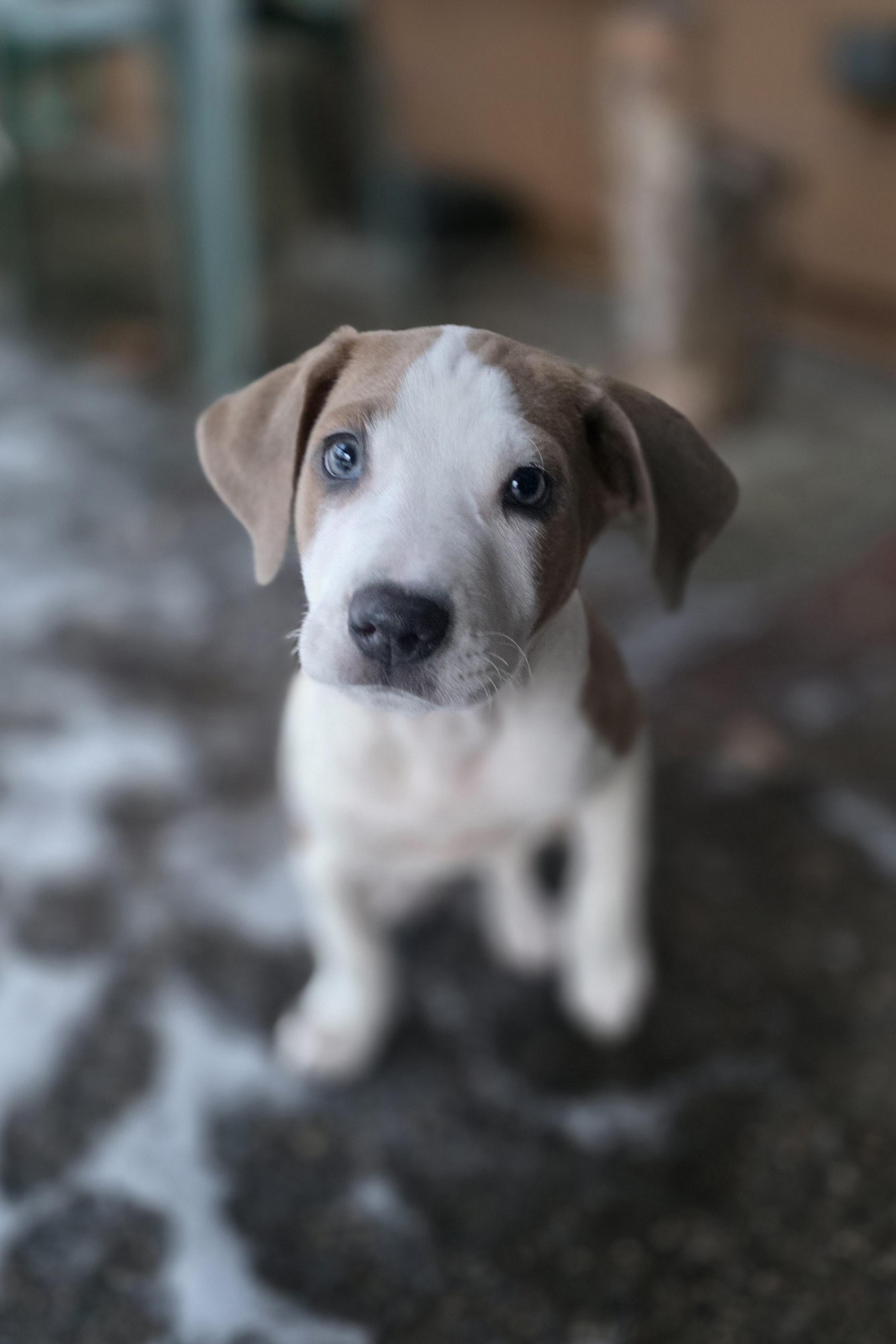 Enlarge Alvin, a Adoptable mixed breed in Minneapolis, MN image 2/6