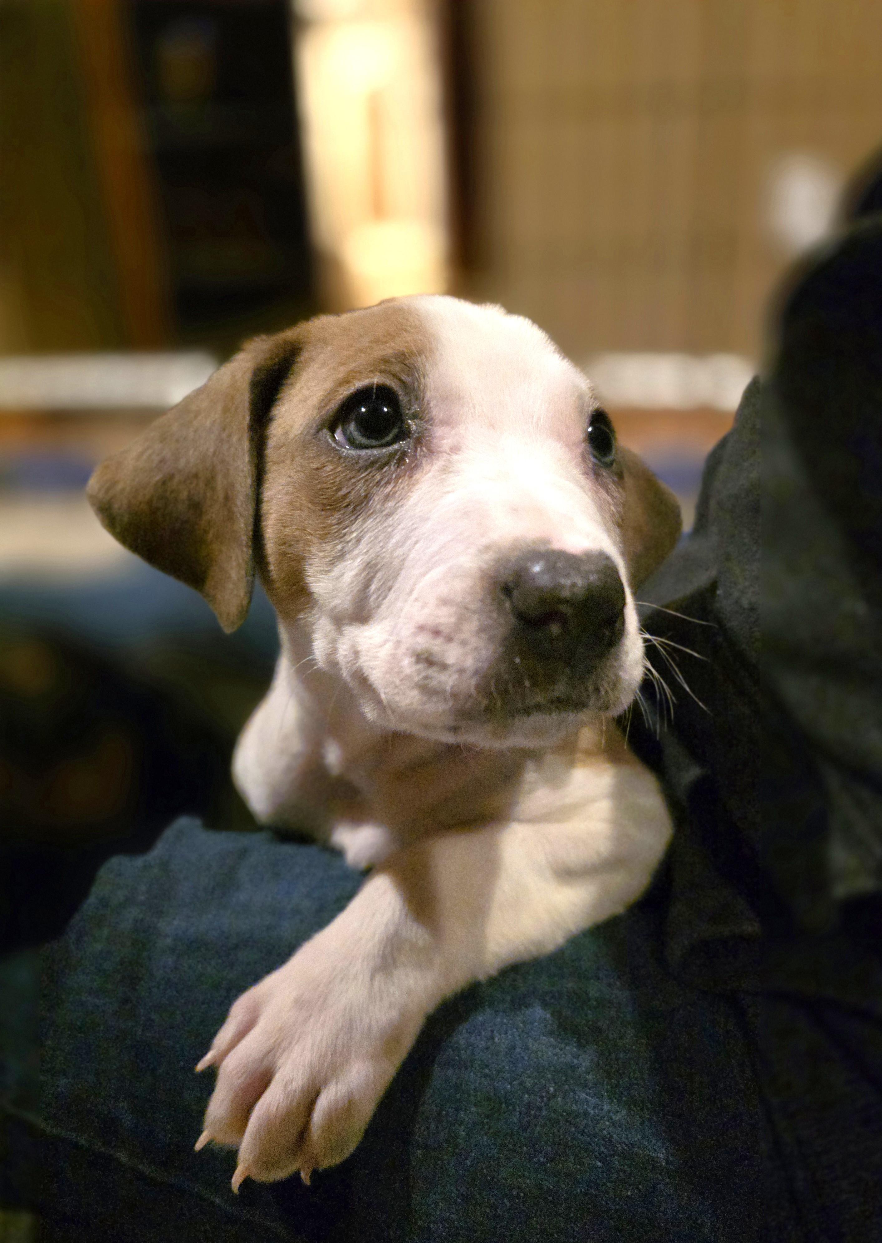 Enlarge Alvin, a Adoptable mixed breed in Minneapolis, MN image 5/6