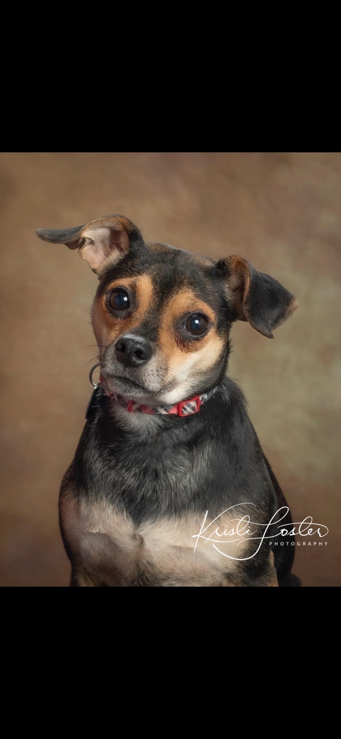 Enlarge Maggie , an adoption pending mixed breed in Saint Louis, MO image 1/3