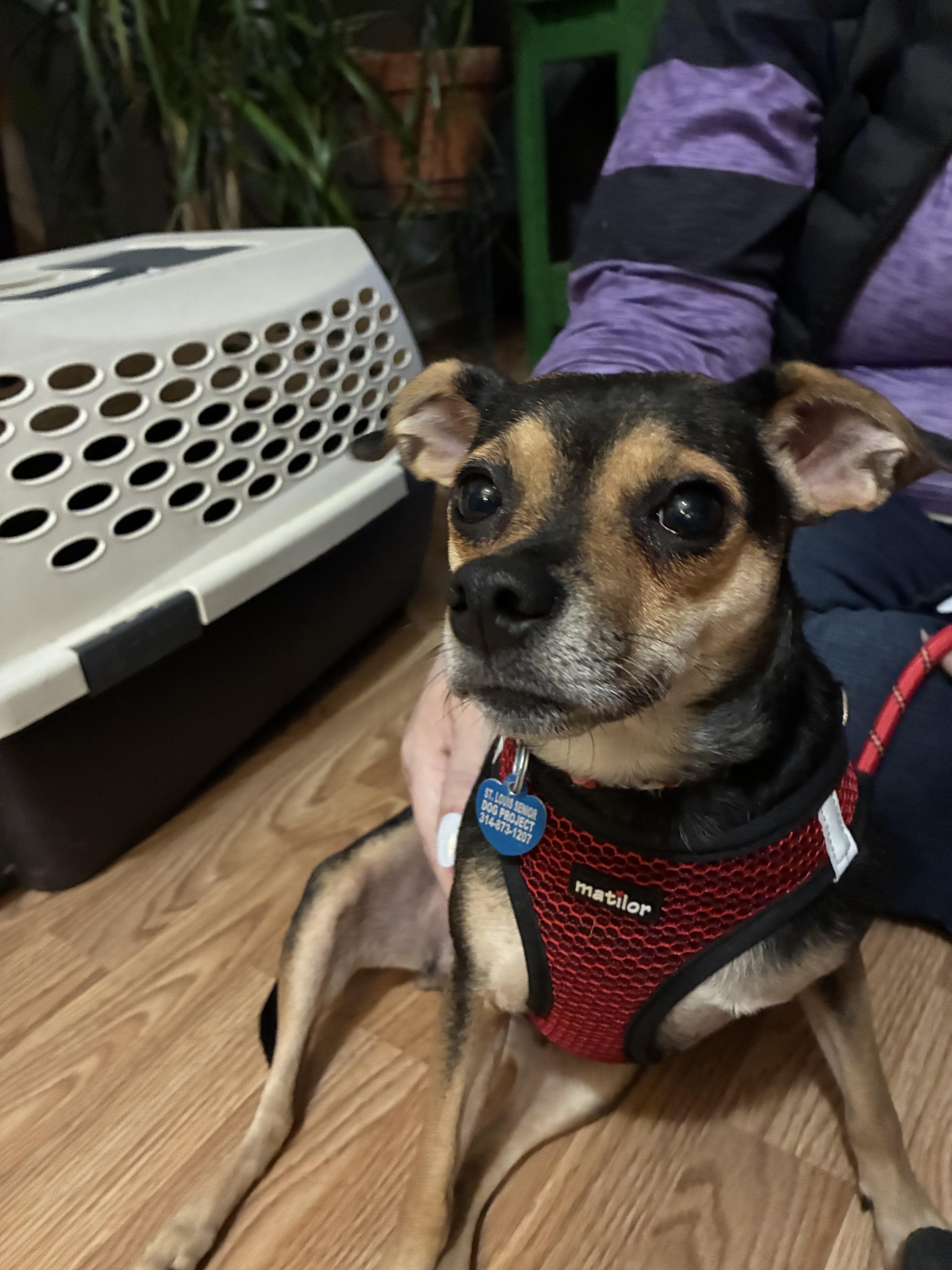 Enlarge Maggie , an adoption pending mixed breed in Saint Louis, MO image 3/3