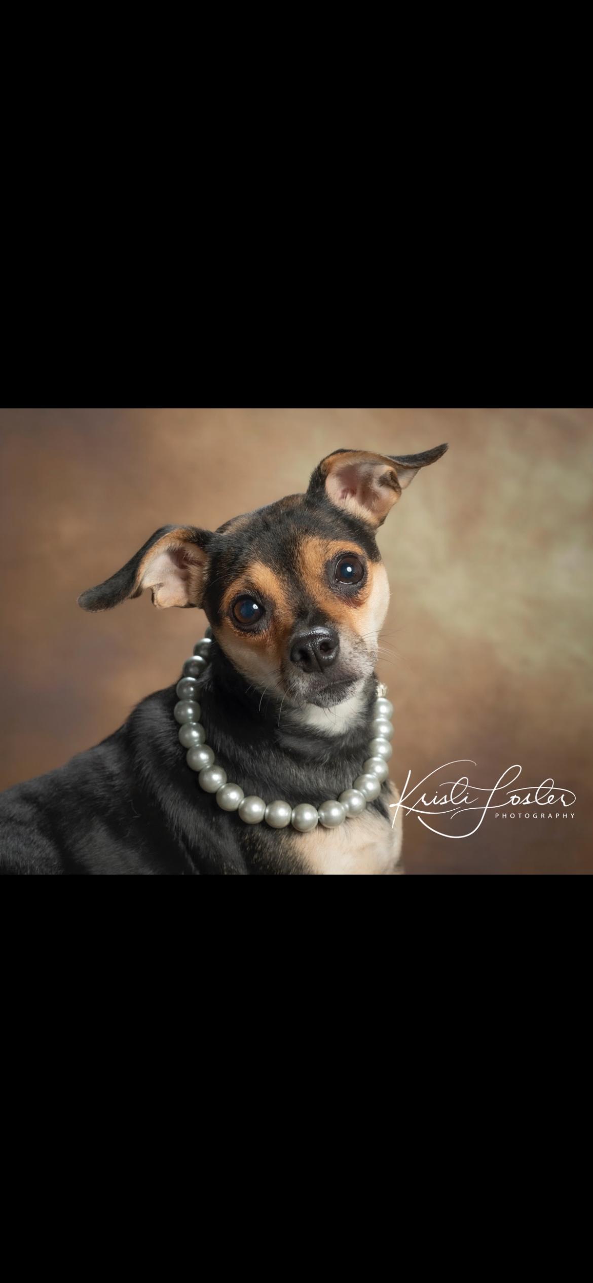 Enlarge Maggie , an adoption pending mixed breed in Saint Louis, MO image 2/3