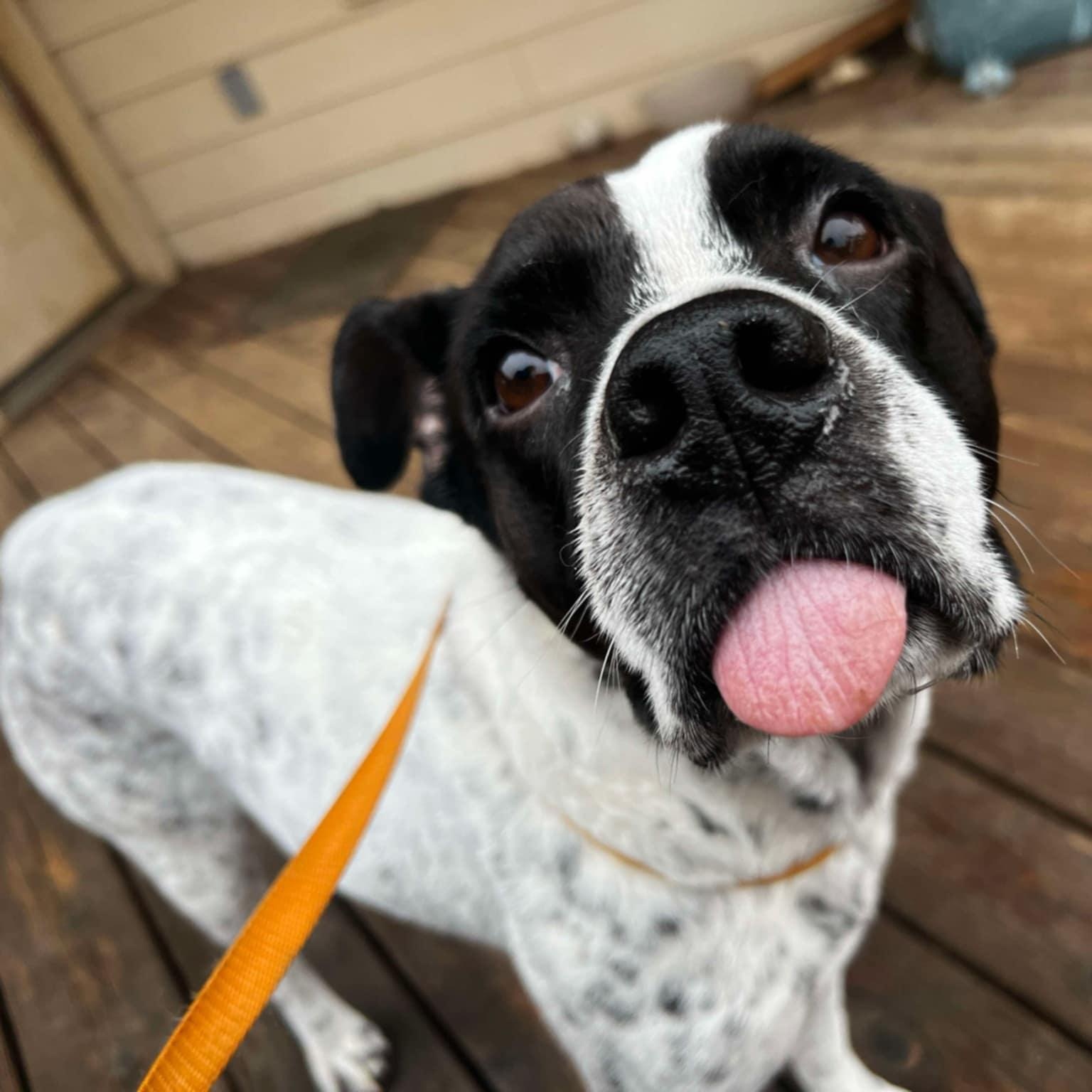 Mylo, a Adoptable mixed breed in Springfield, VA image 3/6