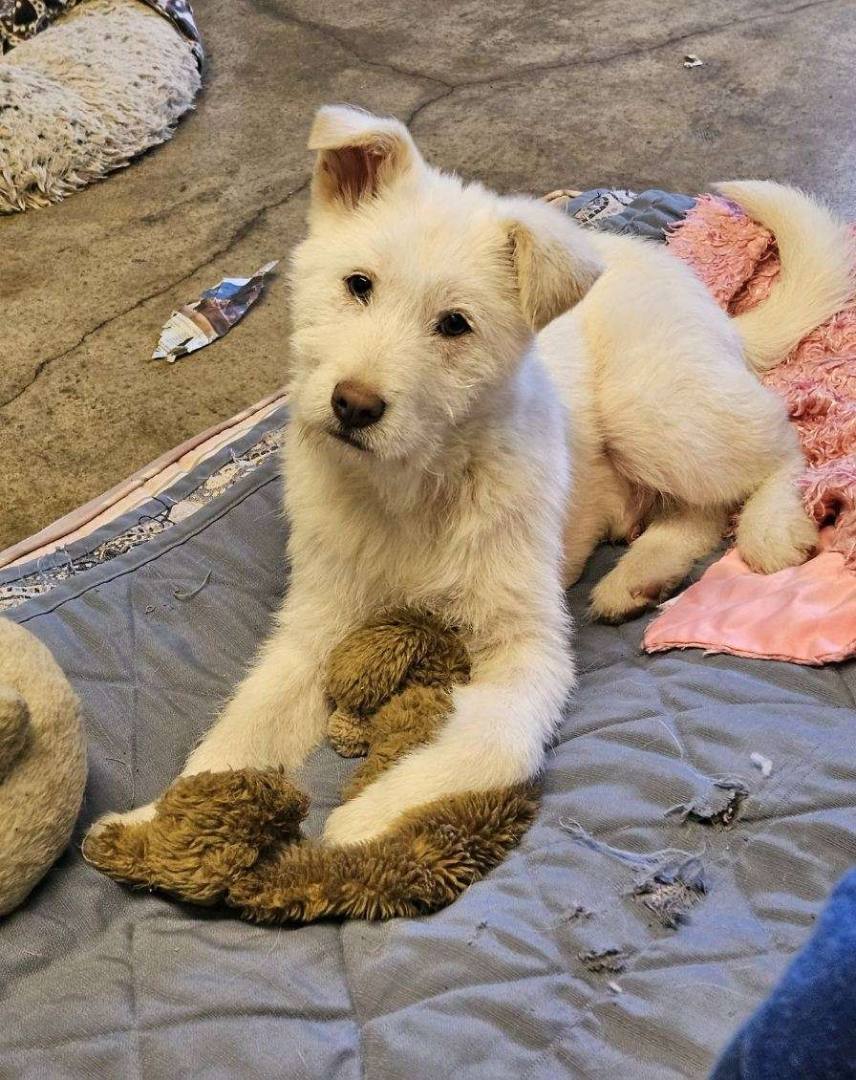 Enlarge NAMU, a Adopted mixed breed in Agoura Hills, CA image 1/4