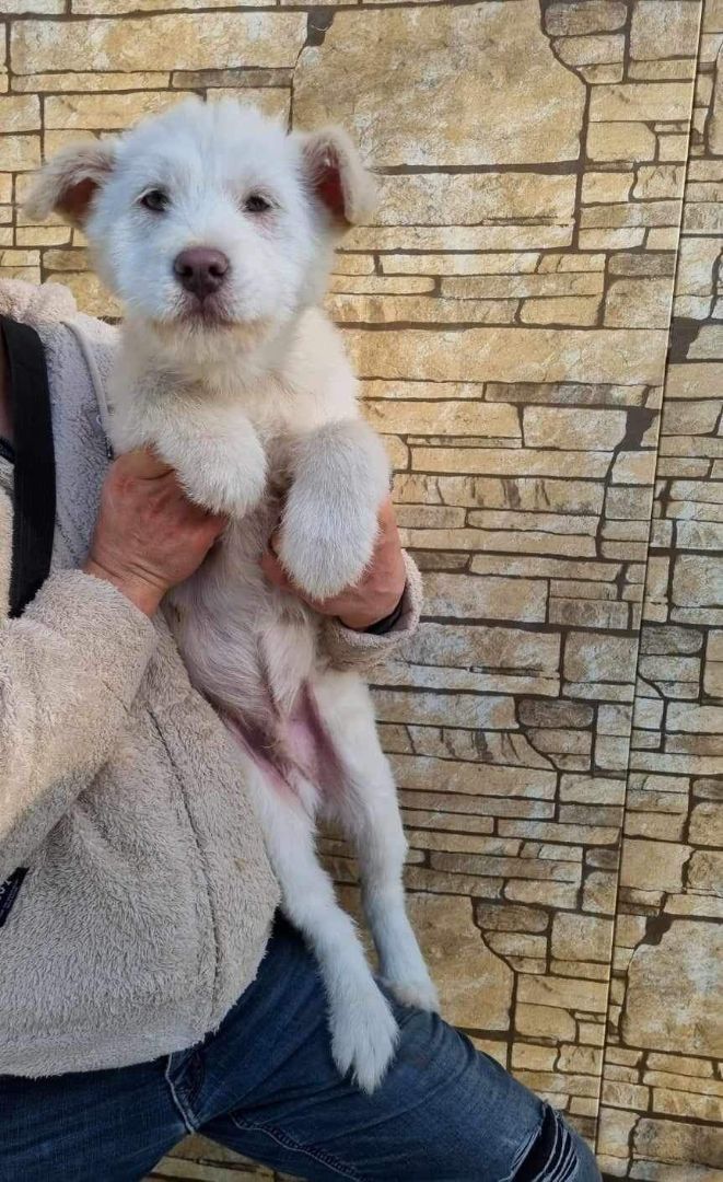 Enlarge NAMU, a Adopted mixed breed in Agoura Hills, CA image 2/4