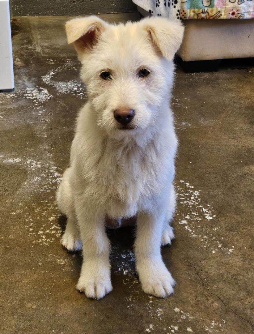 Enlarge NAMU, a Adopted mixed breed in Agoura Hills, CA image 3/4