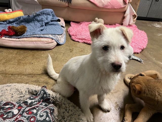 Enlarge NAMU, a Adopted mixed breed in Agoura Hills, CA image 4/4