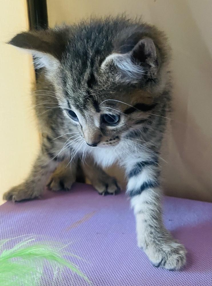 Harper, Adoptable, Kitten Male Tabby.