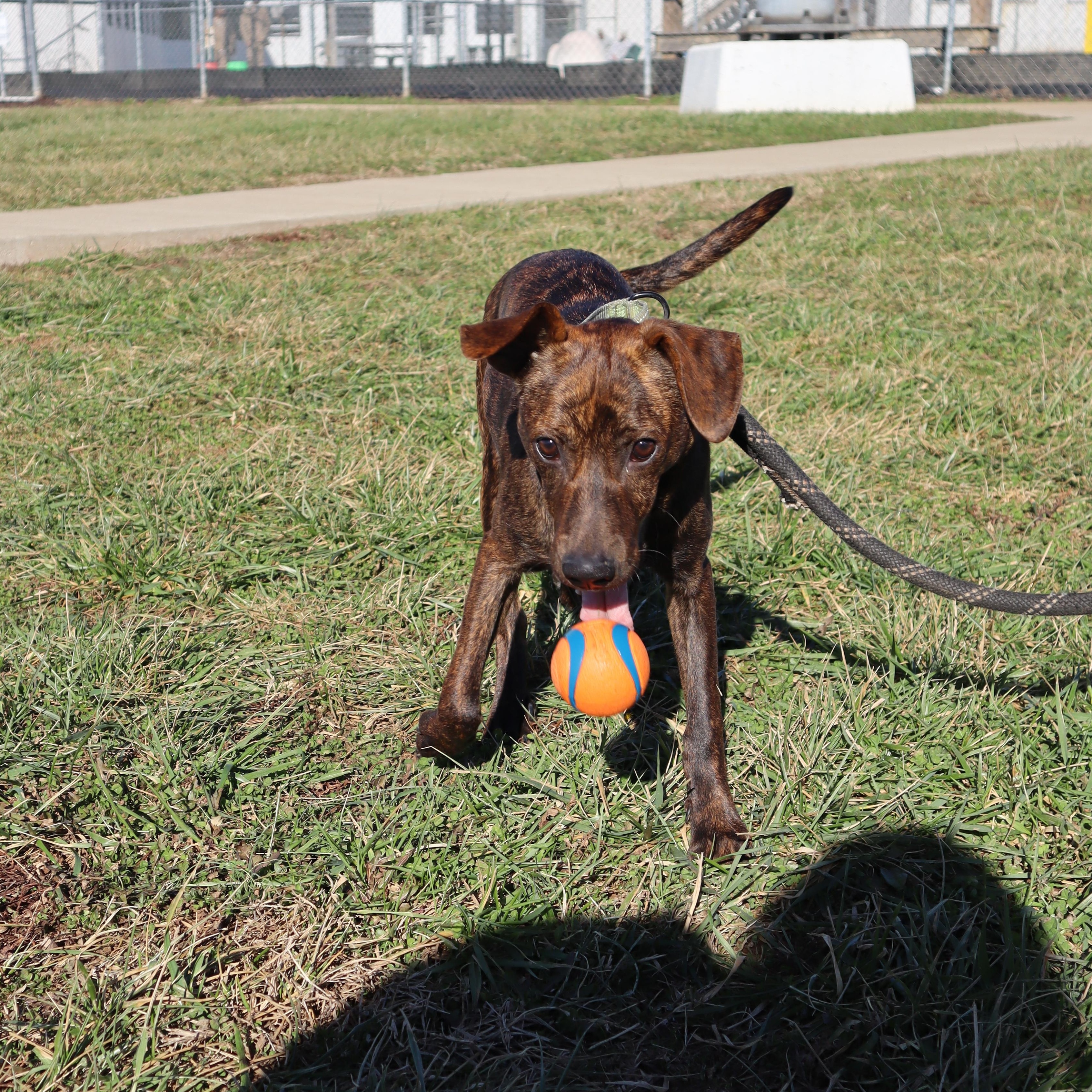 Enlarge Banjo - Paws Behind Bars Puppy Program, a ADOPTABLE mixed breed in Goshen, KY image 3/3