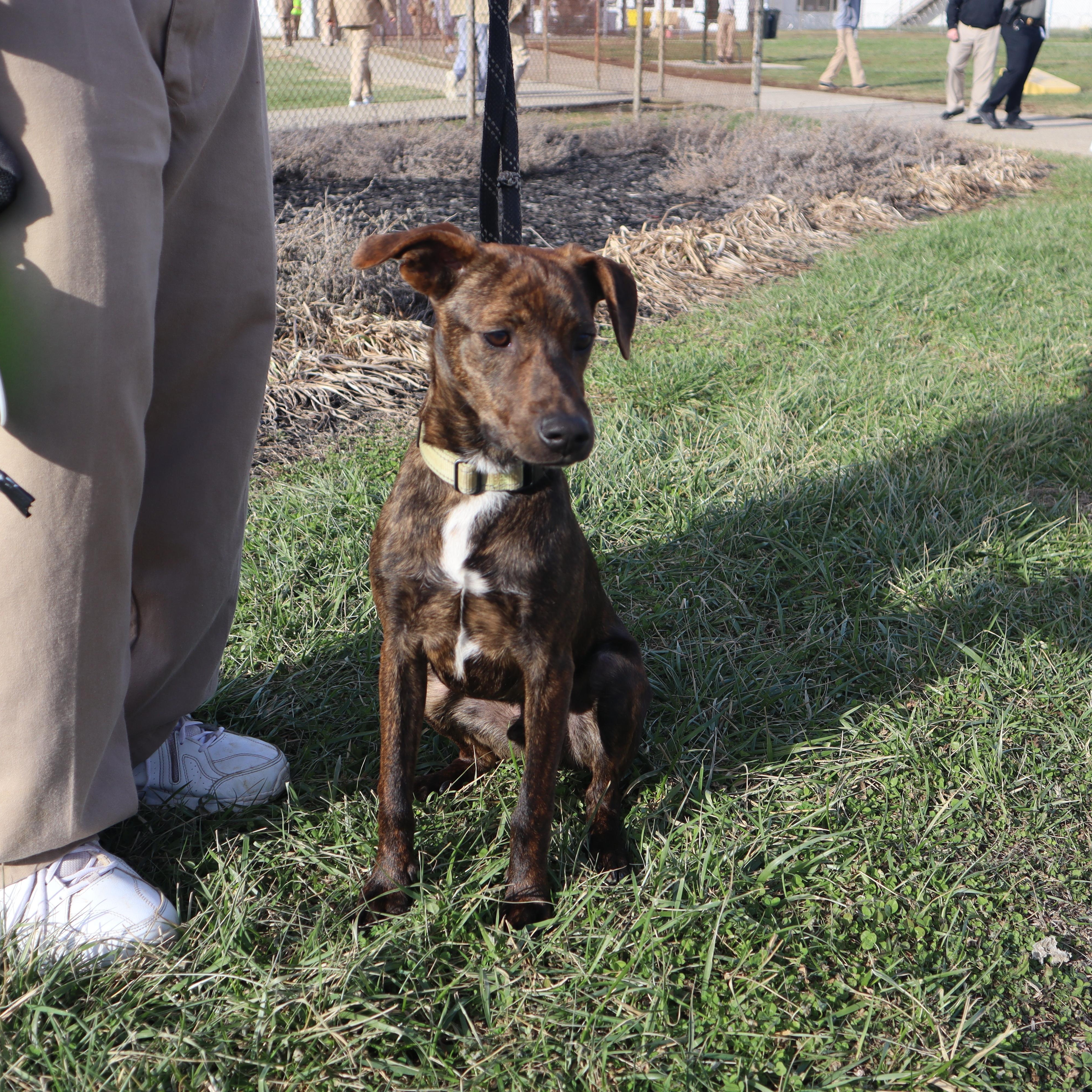 Enlarge Banjo - Paws Behind Bars Puppy Program, a ADOPTABLE mixed breed in Goshen, KY image 2/3