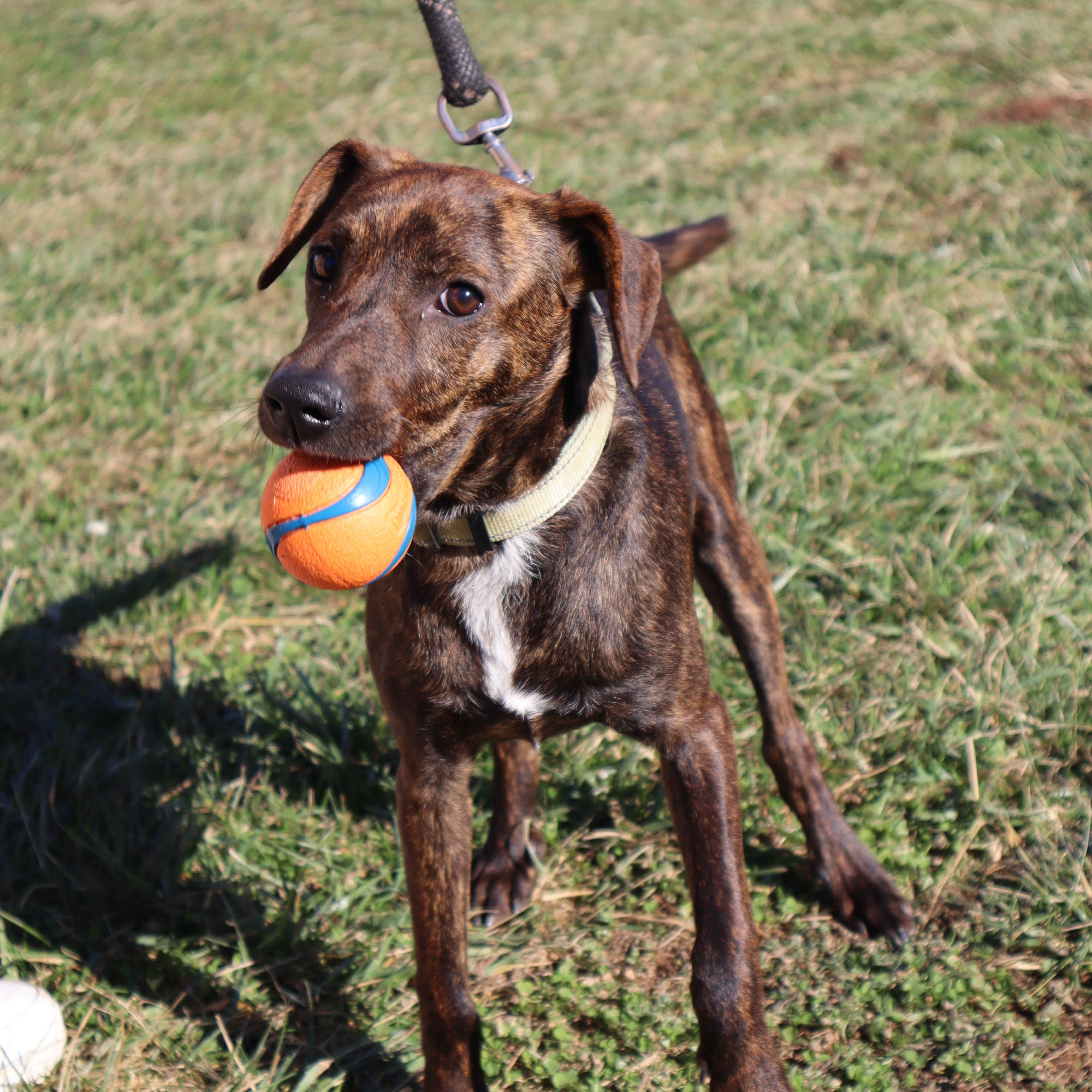 Enlarge Banjo - Paws Behind Bars Puppy Program, a ADOPTABLE mixed breed in Goshen, KY image 1/3