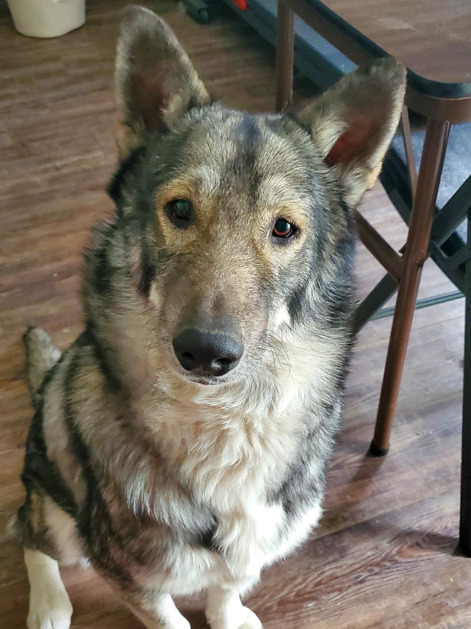 Enlarge Coyote, an adopted mixed breed in Salem, NH image 3/4